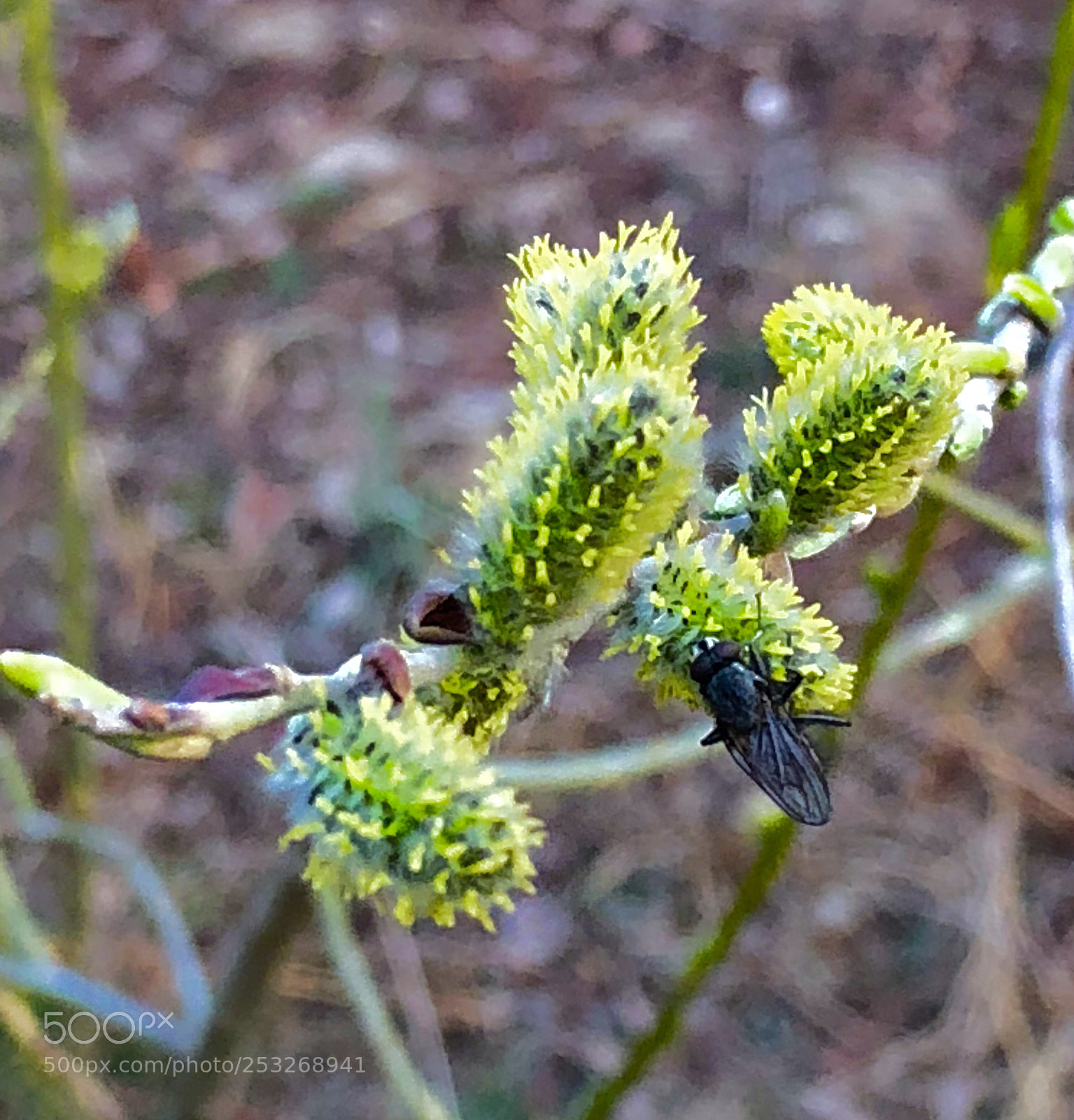 Apple iPhone X sample photo. Sprouting green photography