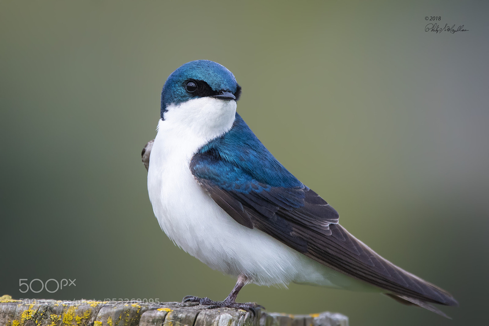 Nikon D500 sample photo. Tree swallow portrait photography