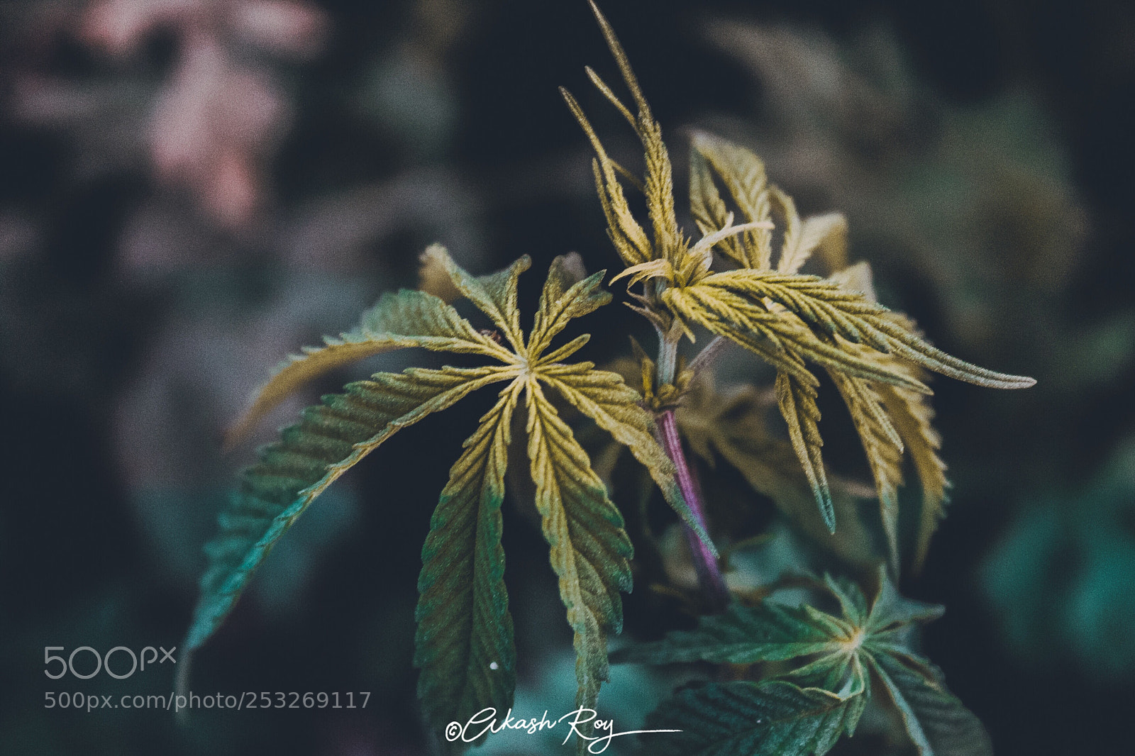 Canon EOS 1300D (EOS Rebel T6 / EOS Kiss X80) sample photo. Weed photography