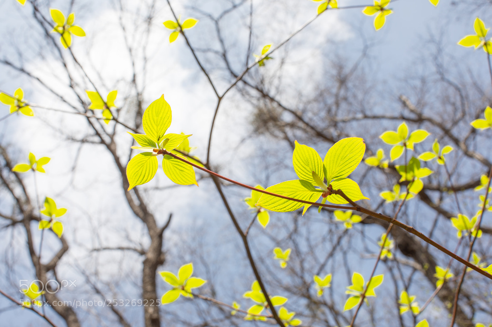 Canon EOS 5D Mark IV sample photo. Sa photography