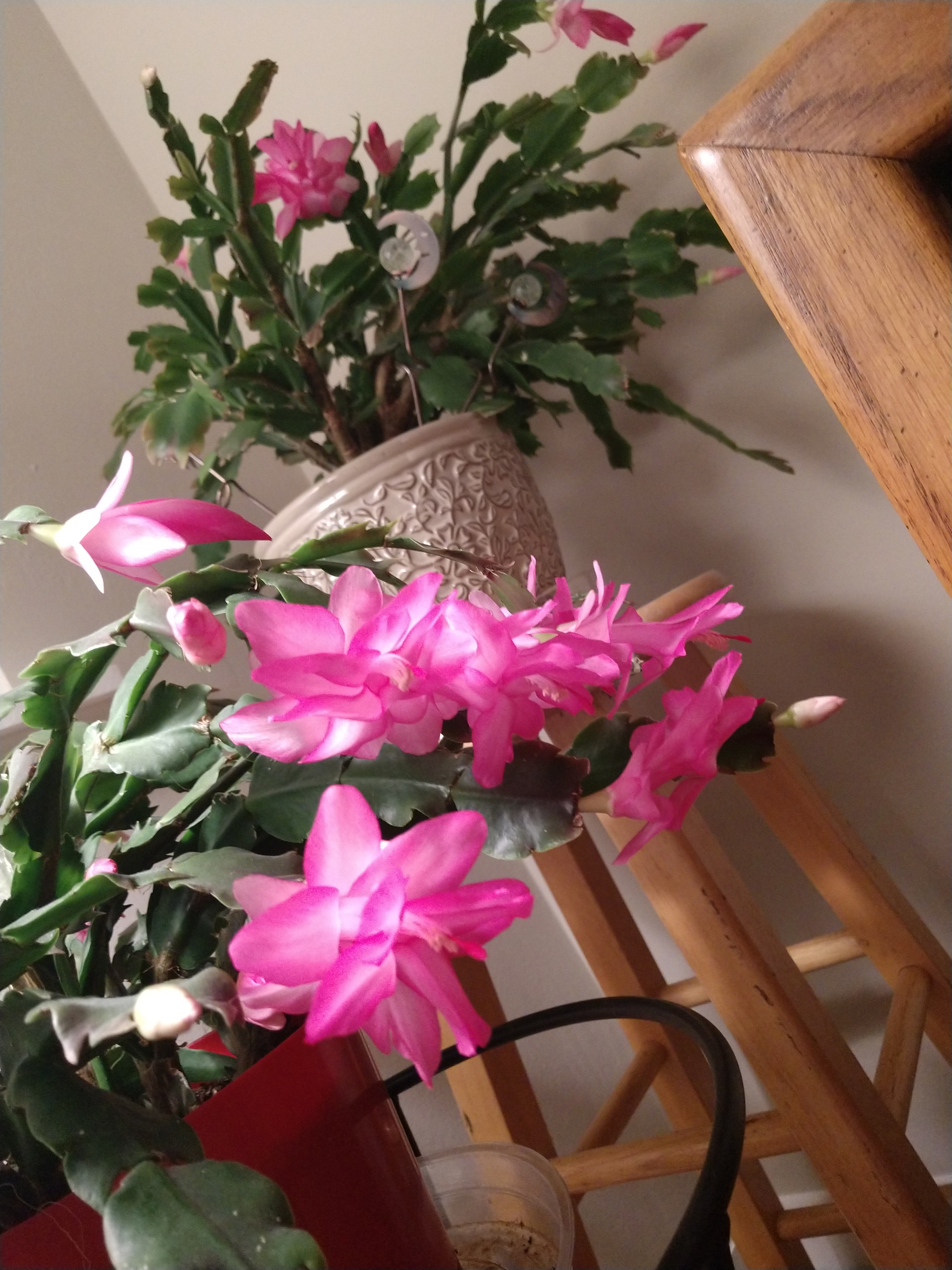 Motorola Moto Z (2) sample photo. Christmas april cacti photography