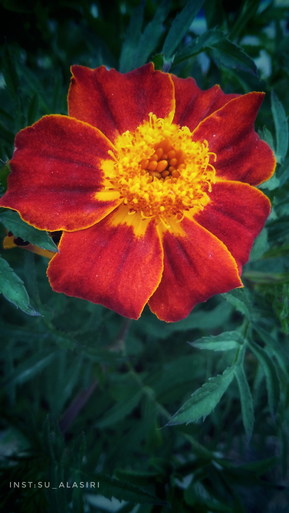 HUAWEI Honor 5X sample photo