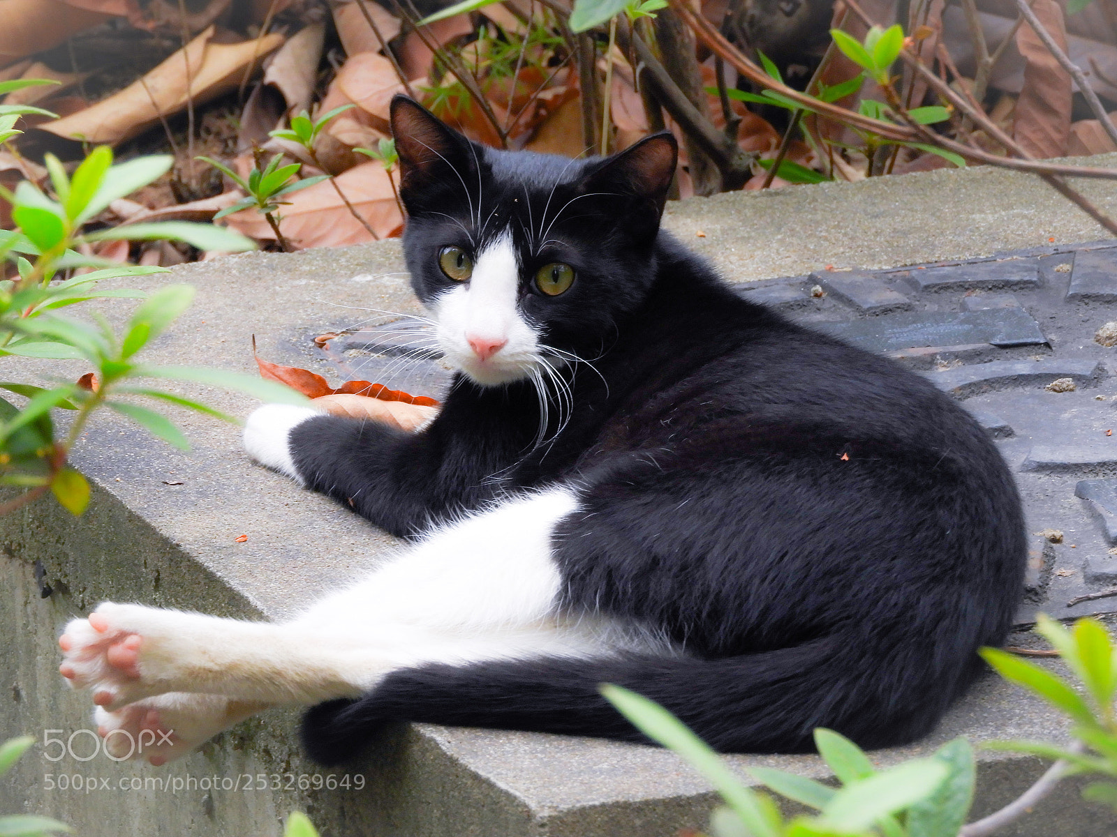 Nikon Coolpix B700 sample photo. Looking at camera photography
