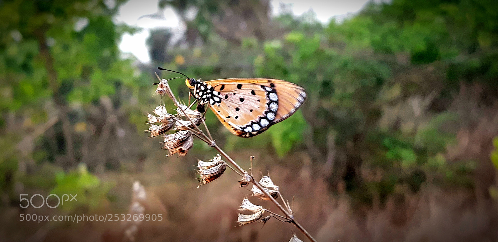 Samsung Galaxy S8 sample photo. Untitled photography