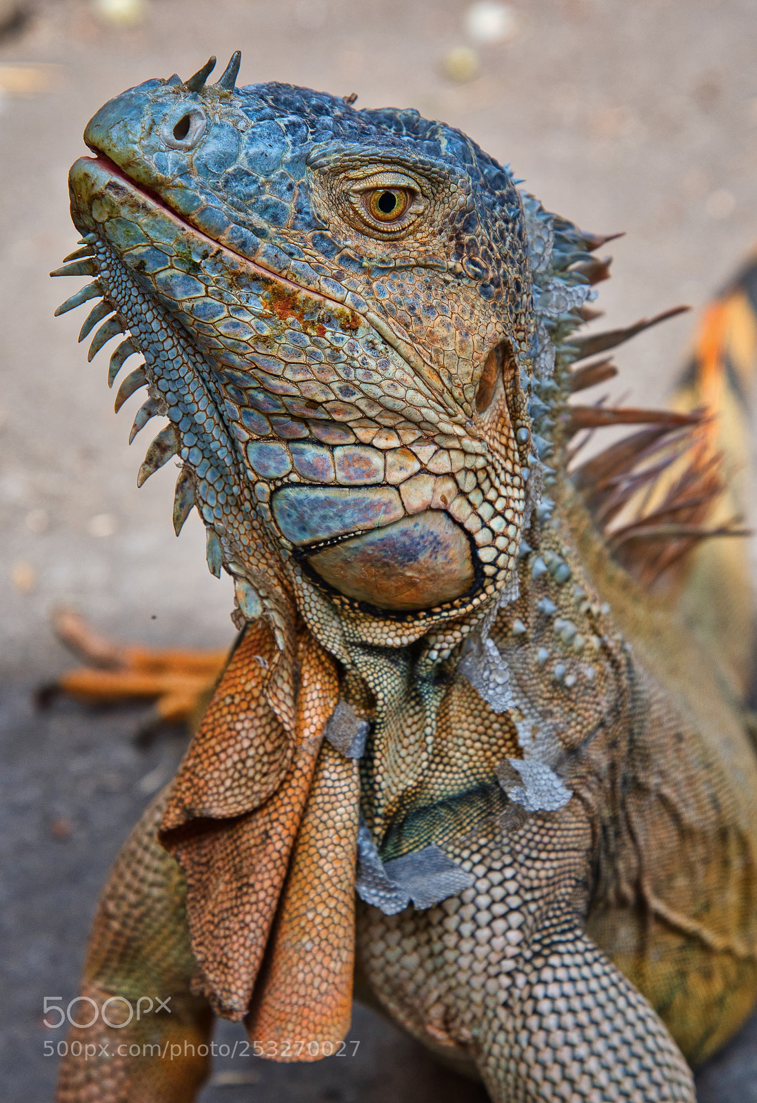 Nikon D500 sample photo. Adult iguana photography