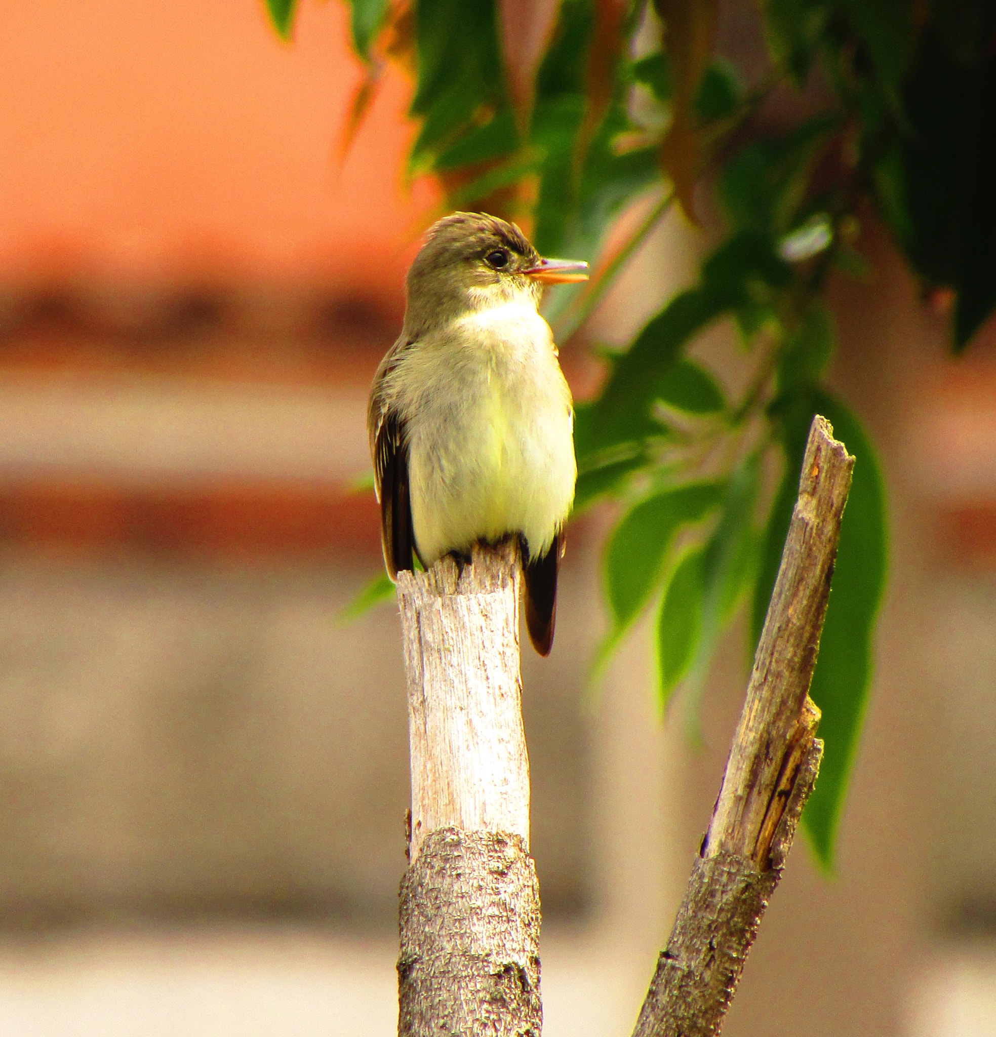 Canon PowerShot SX420 IS sample photo. Sunning after a rainy morning photography