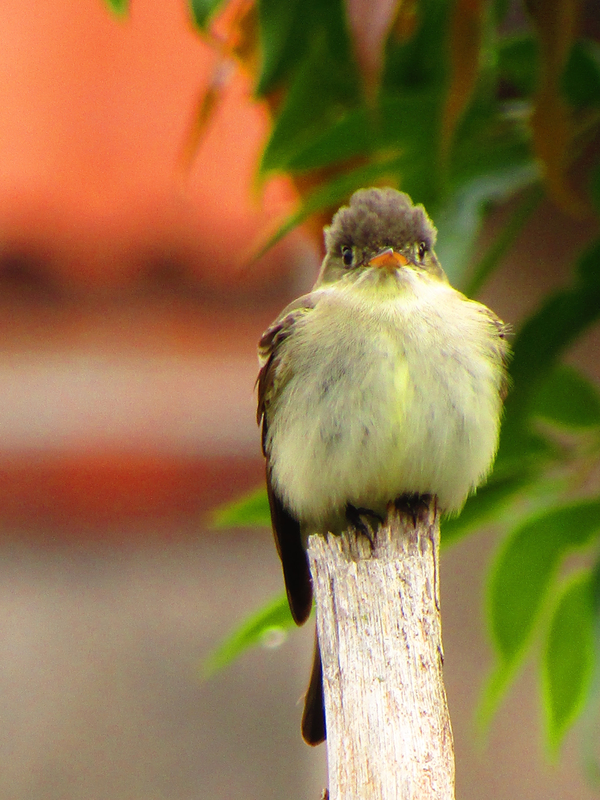 Canon PowerShot SX420 IS sample photo. Sunning after a rainy morning photography