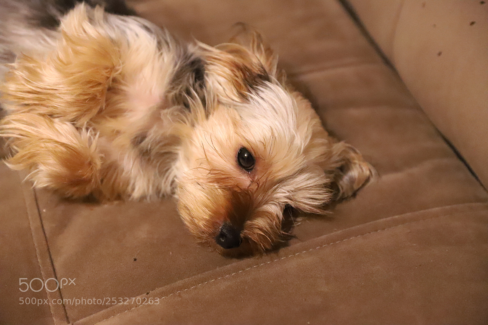 Canon EF 24-70mm F2.8L II USM sample photo. Hello my name is photography