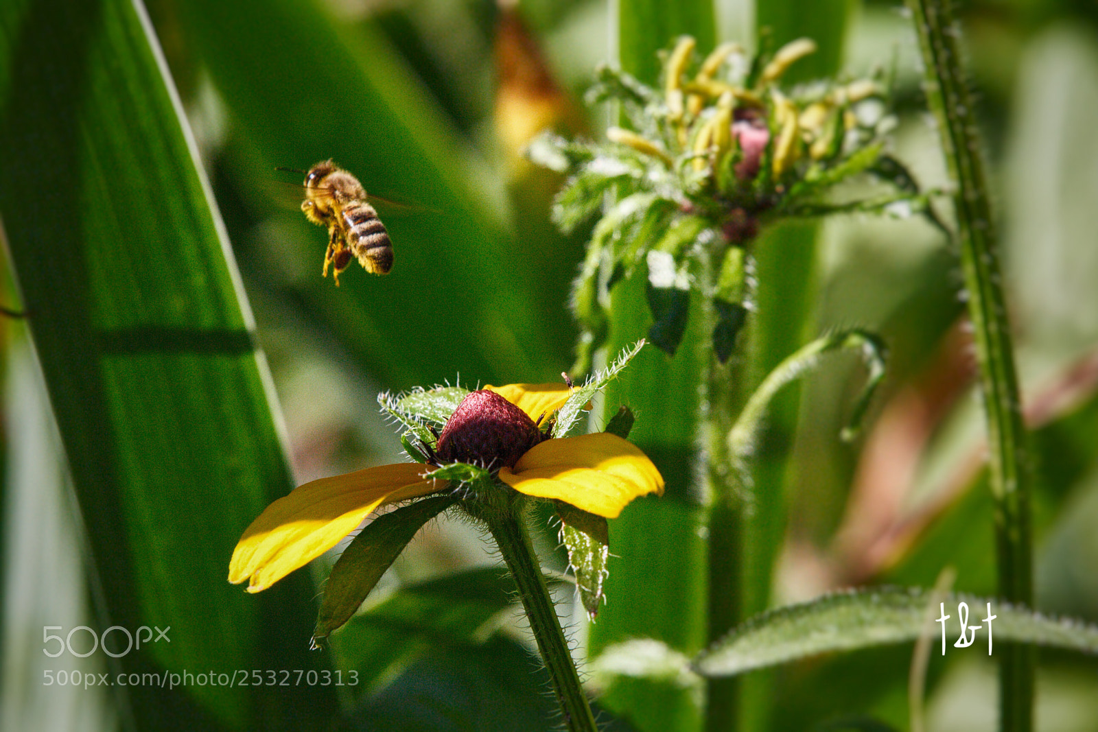 Canon EOS 7D sample photo. Untitled photography