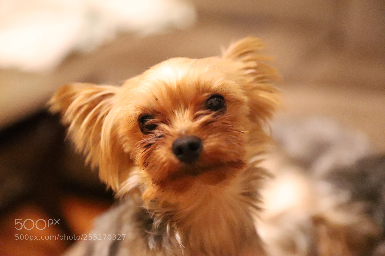 Canon EF 24-70mm F2.8L II USM sample photo. Hello my name is photography
