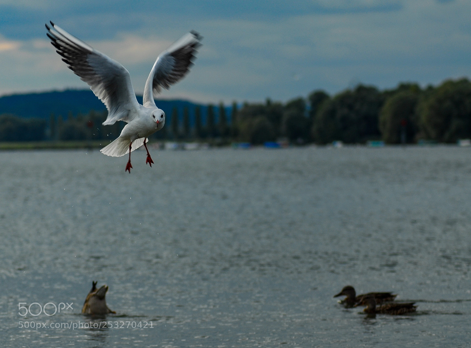 Nikon D200 sample photo. Stop staring at me photography