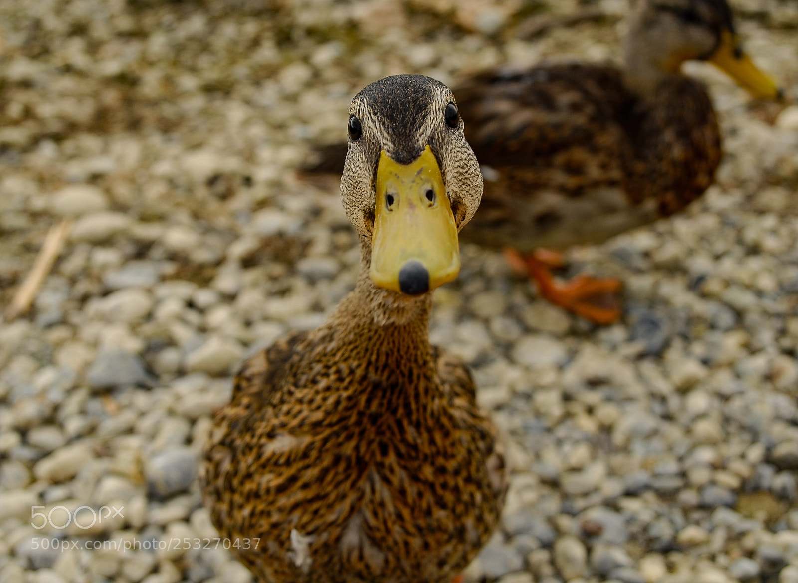 Nikon D200 sample photo. What did you say? photography