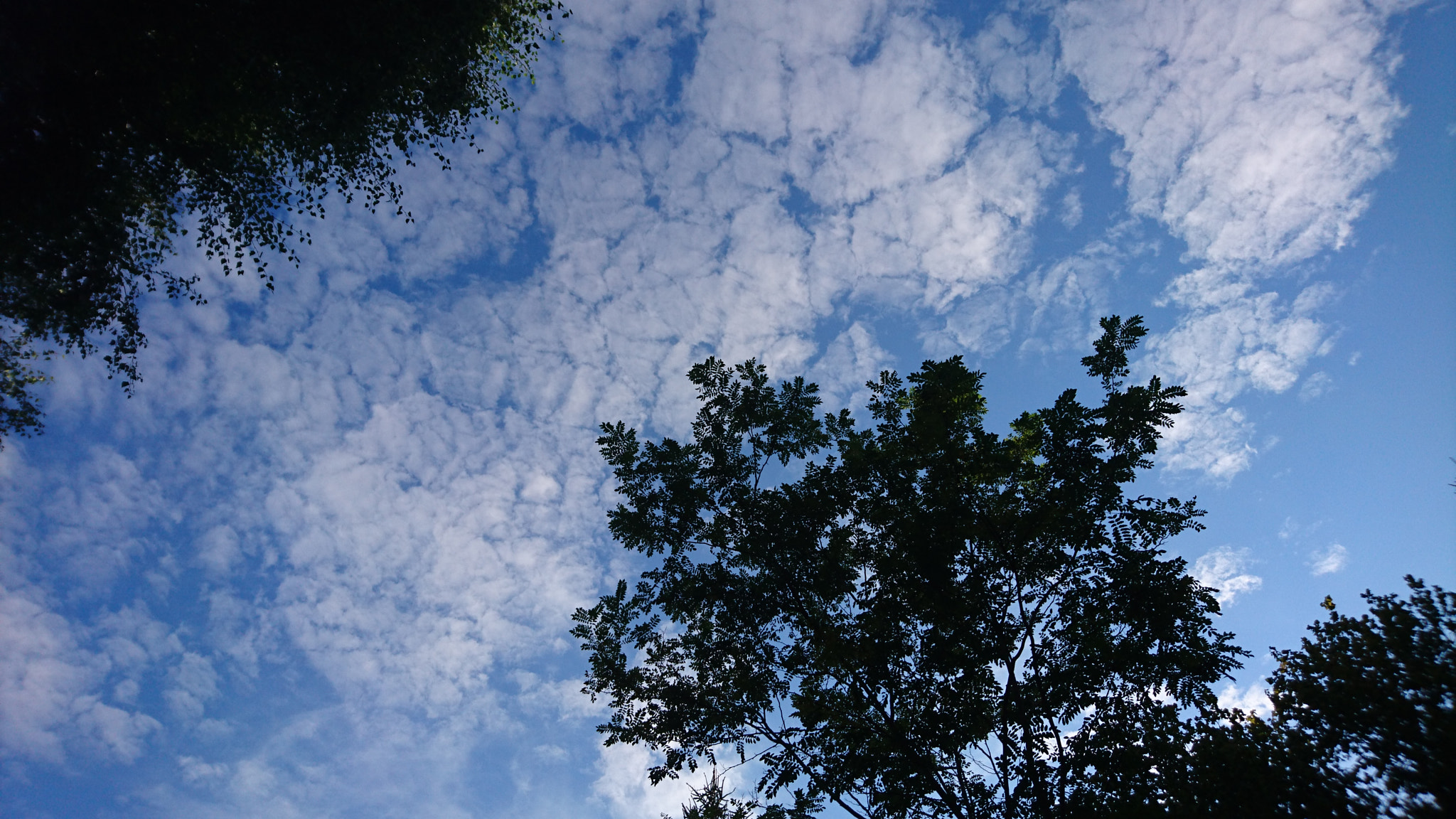 Sony Xperia Z5 sample photo