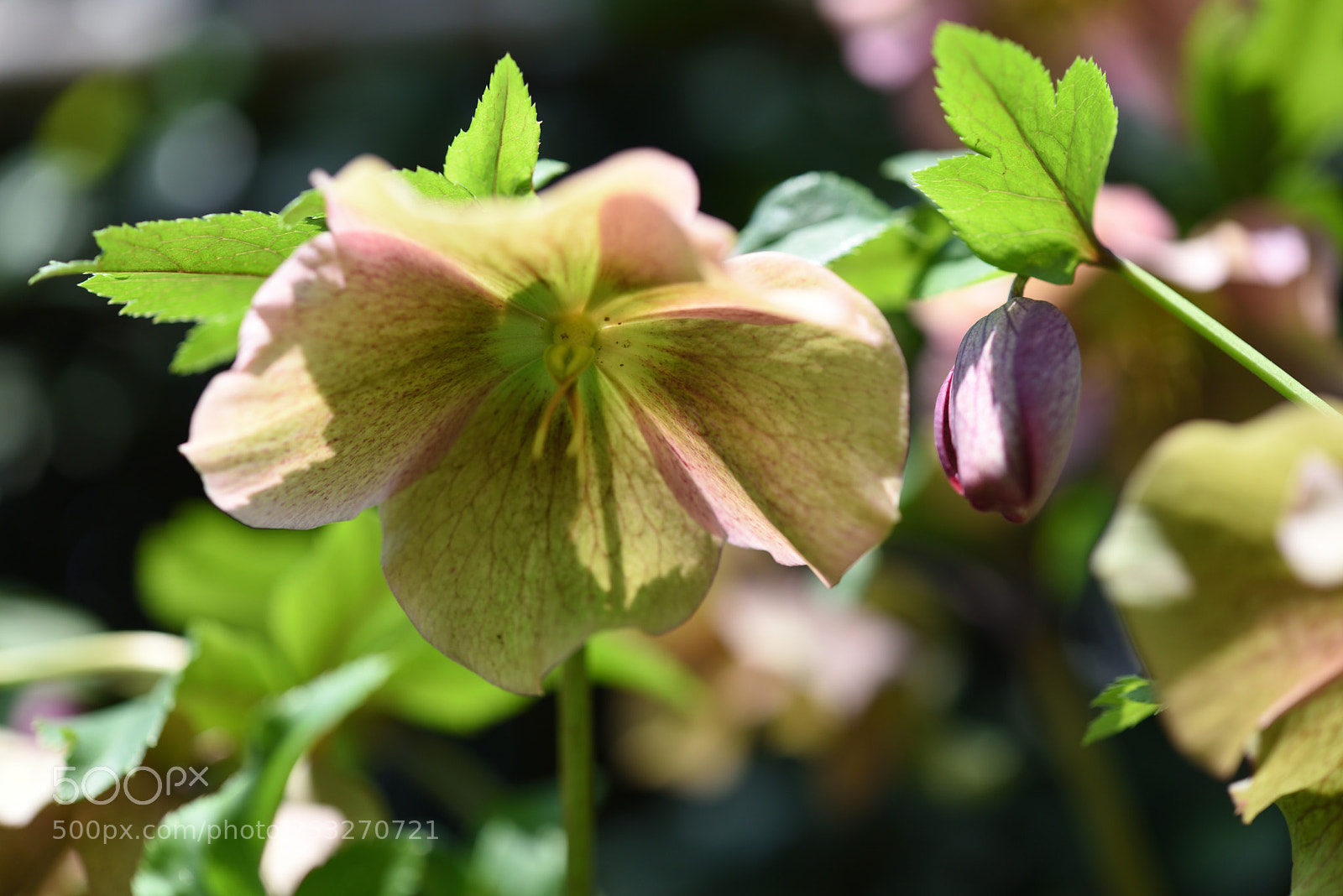 Nikon AF-S Micro-Nikkor 60mm F2.8G ED sample photo. クリスマスローズ 金沢長町 photography