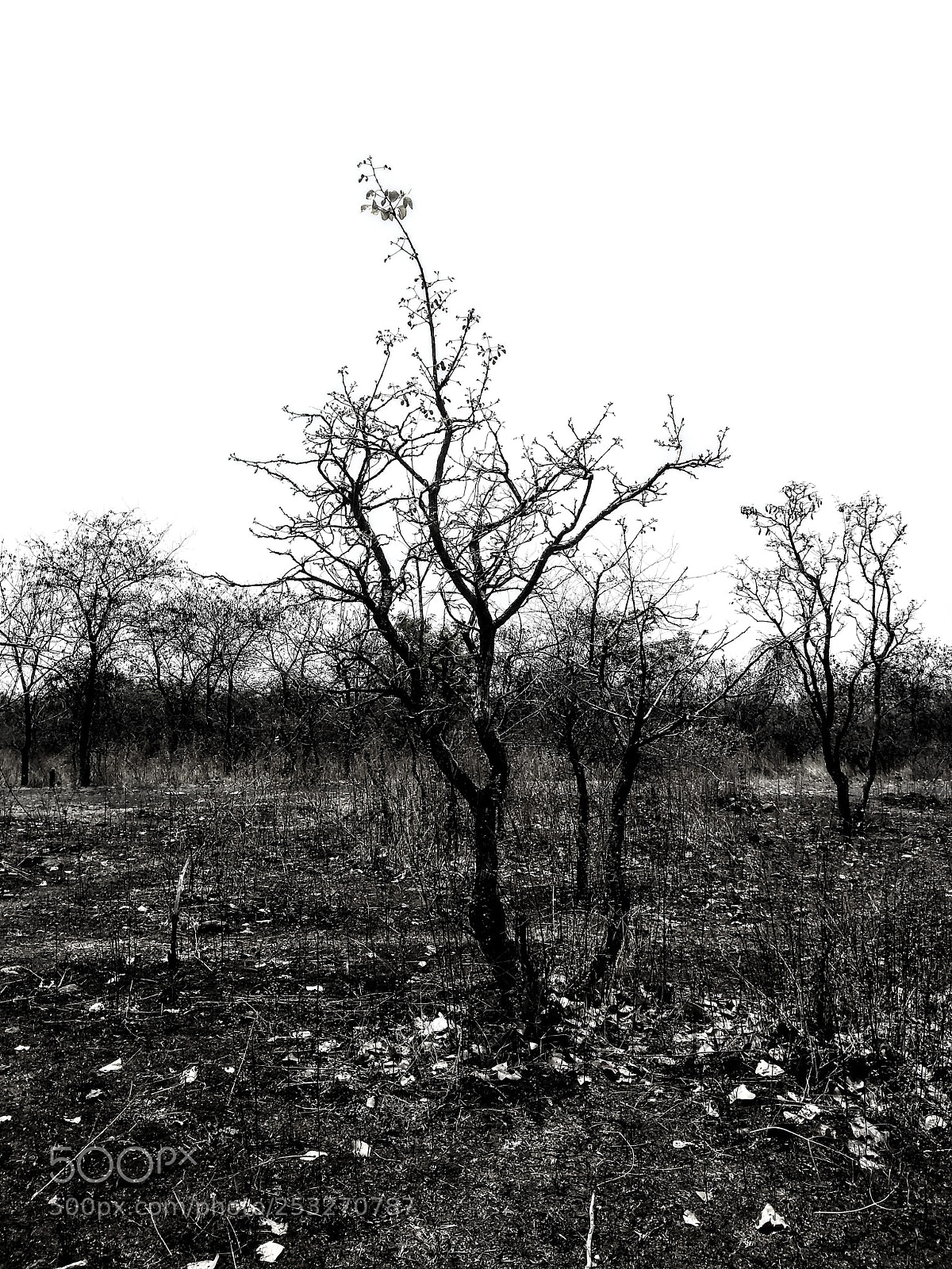 Motorola Moto G (5S) Plus sample photo. Bw photography