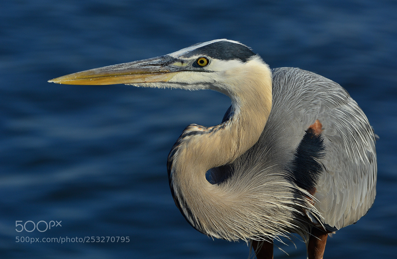 Nikon D7100 sample photo. Great blue heron photography