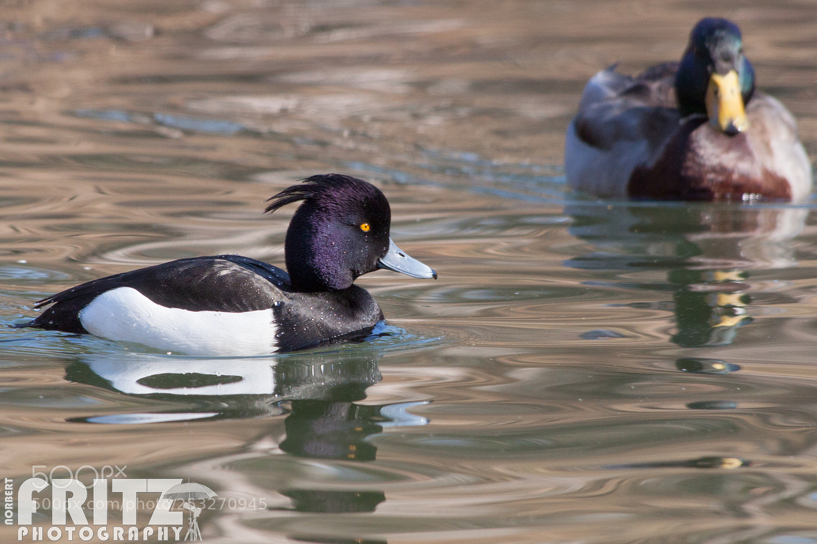 Canon EOS 50D sample photo. Reiherente photography