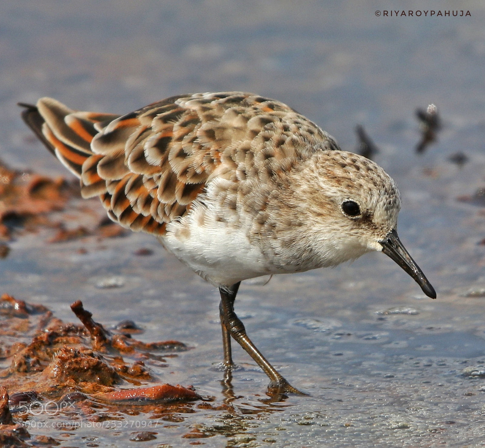 Canon EOS 80D sample photo. Little stint photography