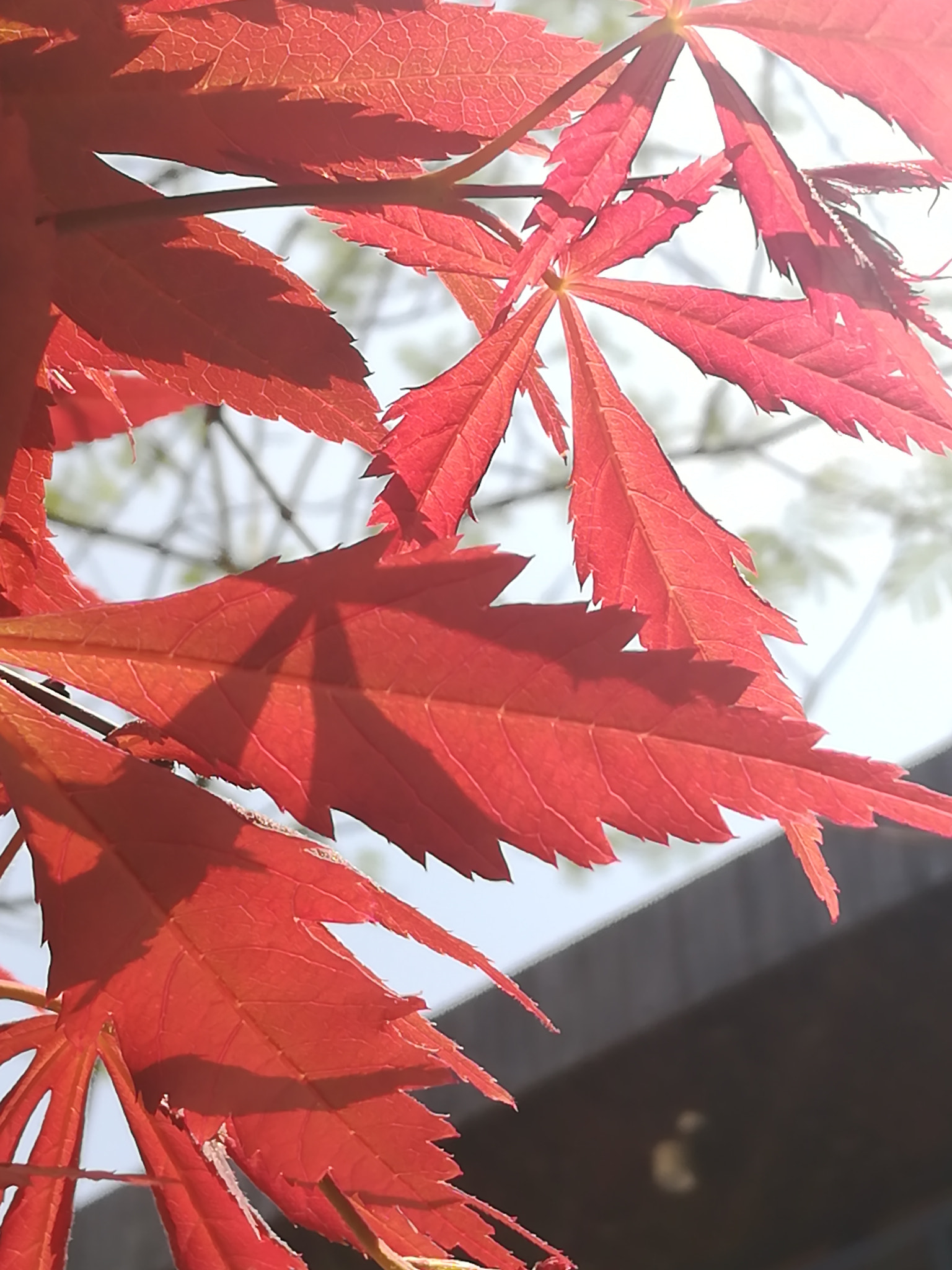 HUAWEI c??Eu?s 6X sample photo. Maple photography