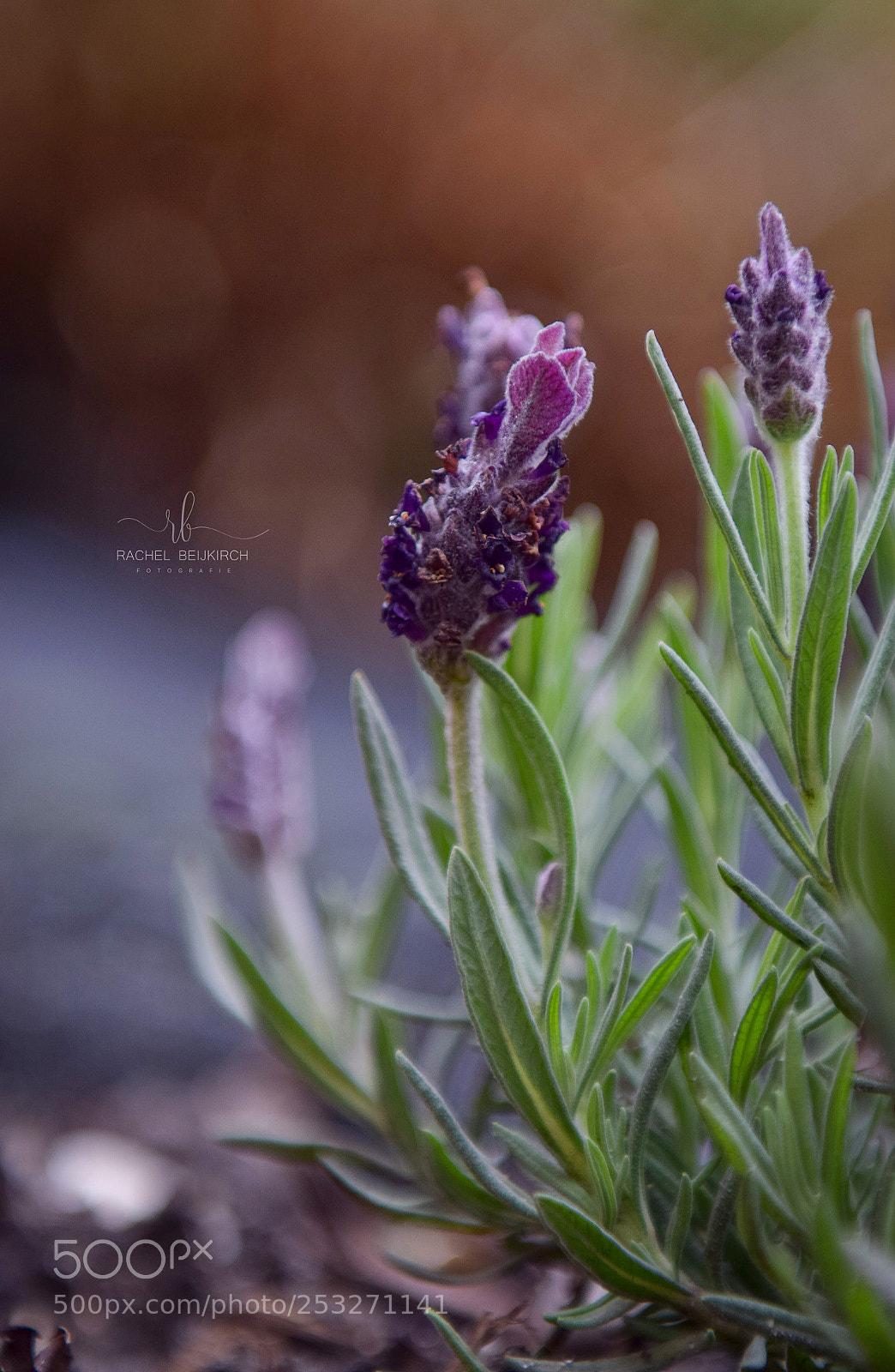 Nikon D5300 sample photo. Untitled photography