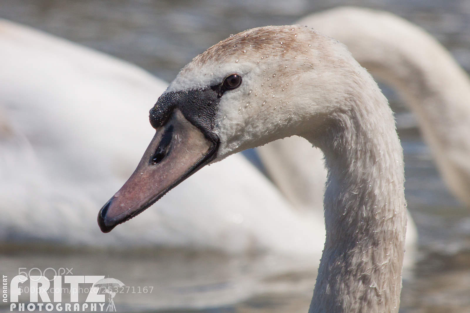 Canon EOS 50D sample photo. H ckerschwan am inn photography