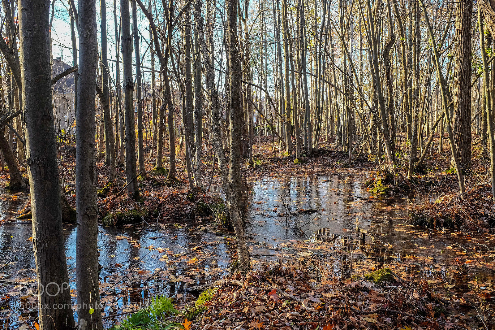 Fujifilm X100S sample photo. Swamp  photography