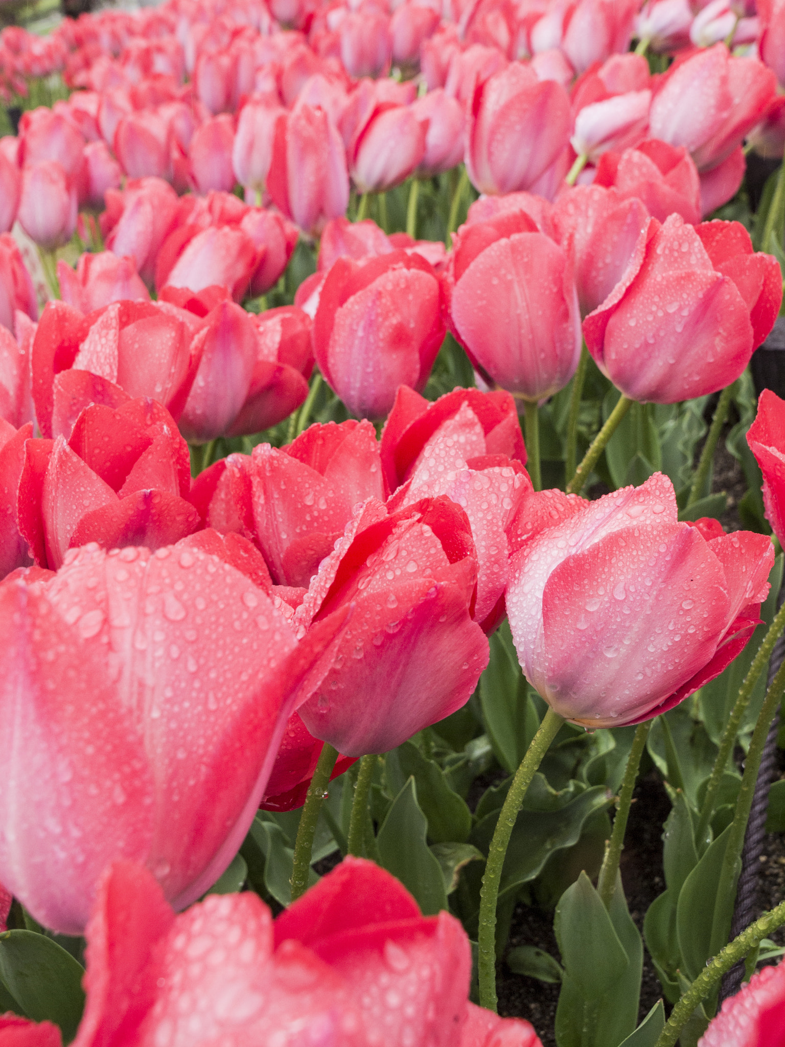 Olympus E-5 sample photo. Red pink poppy flowers photography