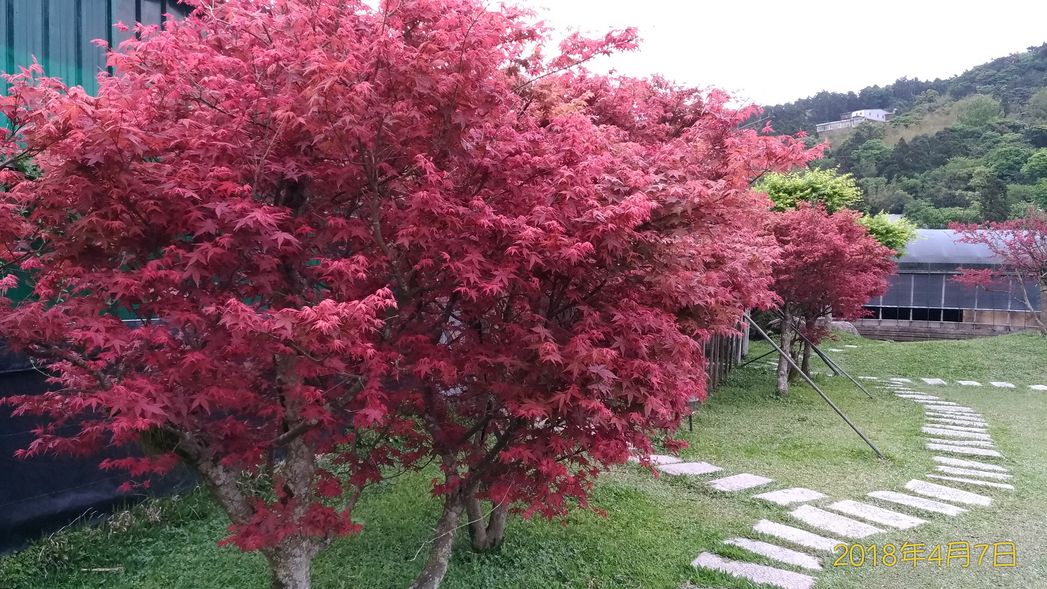 ASUS ZenFone 3 (ZE552KL) sample photo