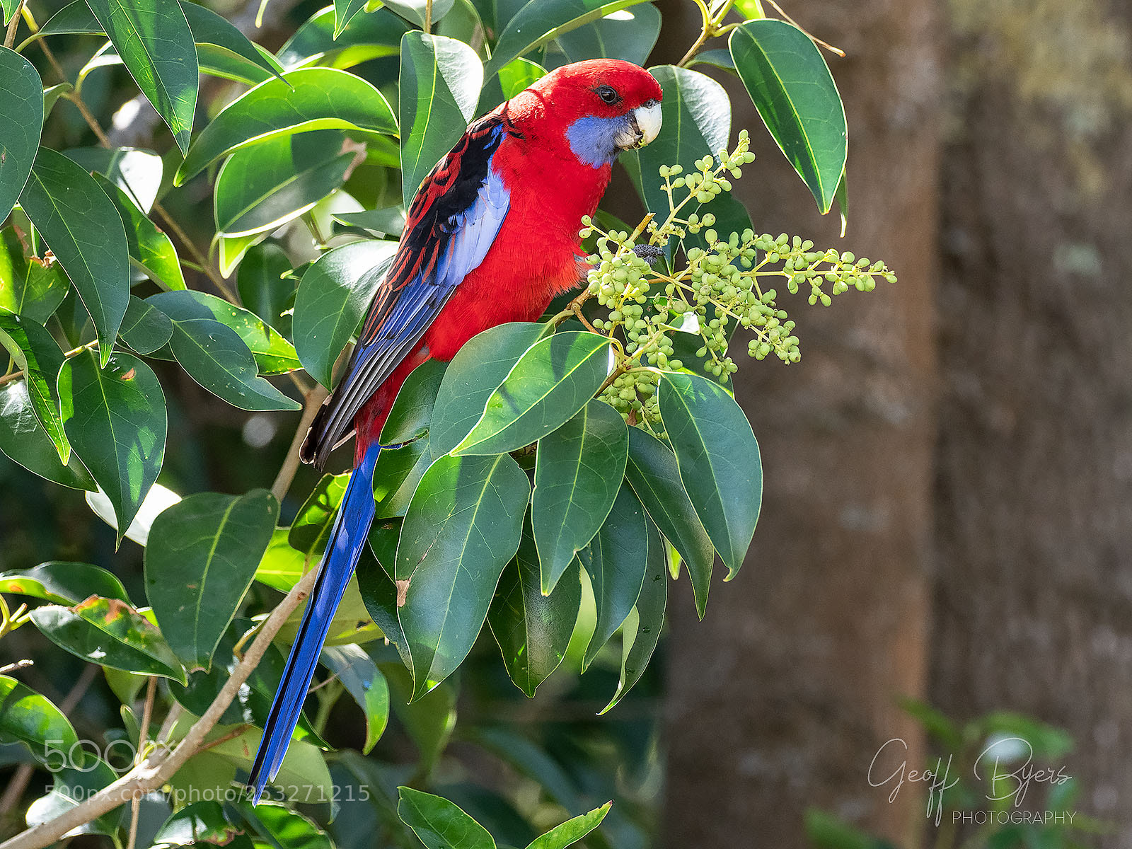 Olympus OM-D E-M1 Mark II sample photo. Crimson rosella photography