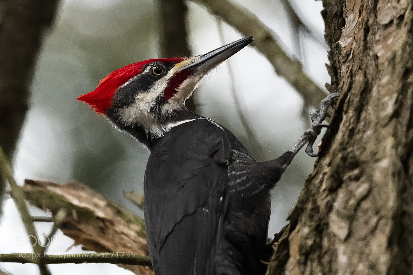 Nikon D850 sample photo. Woodpecker photography
