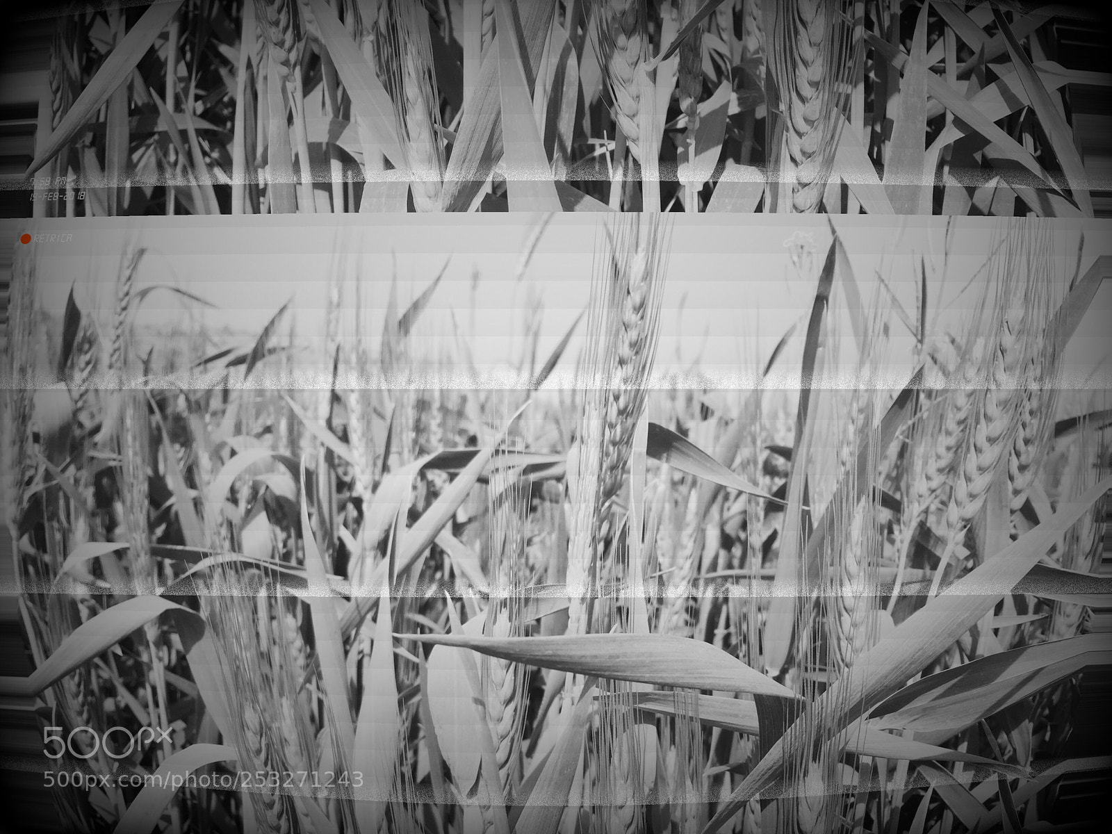 Apple iPhone 6 sample photo. Black and white  photography