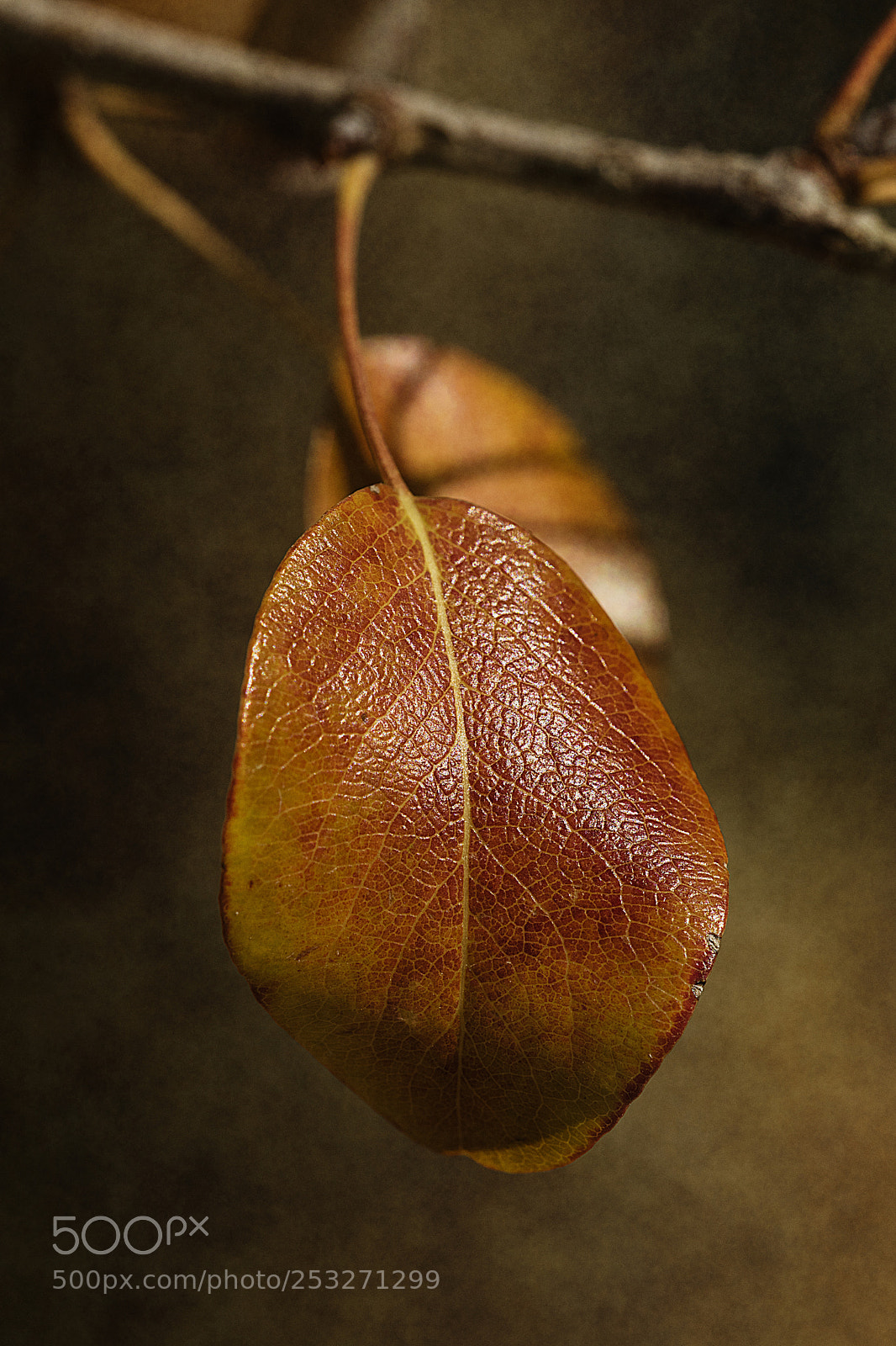 Nikon D3300 sample photo. Warm autumn photography