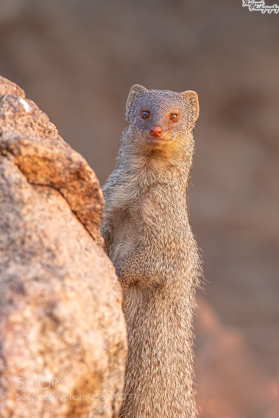 Canon EOS 5D Mark IV sample photo. Indian grey mongoose photography