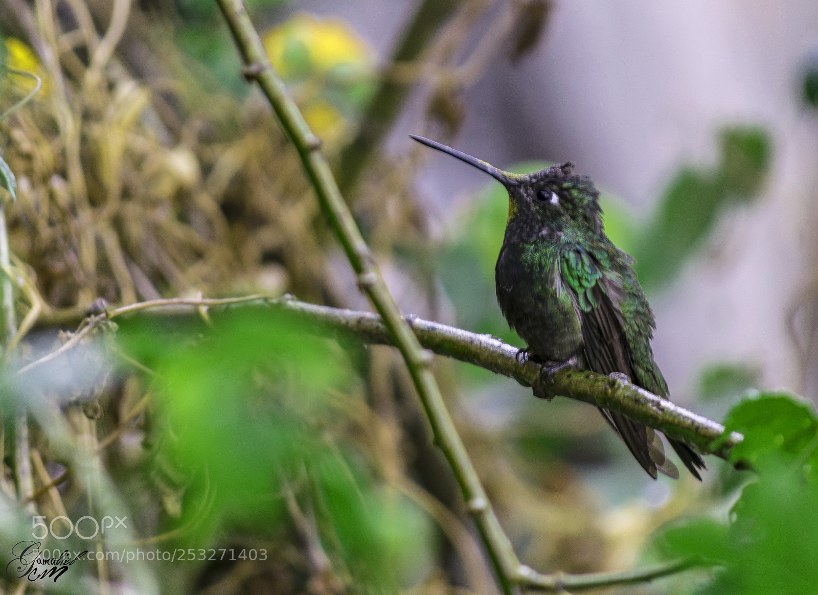 Nikon D3300 sample photo. Colibri photography