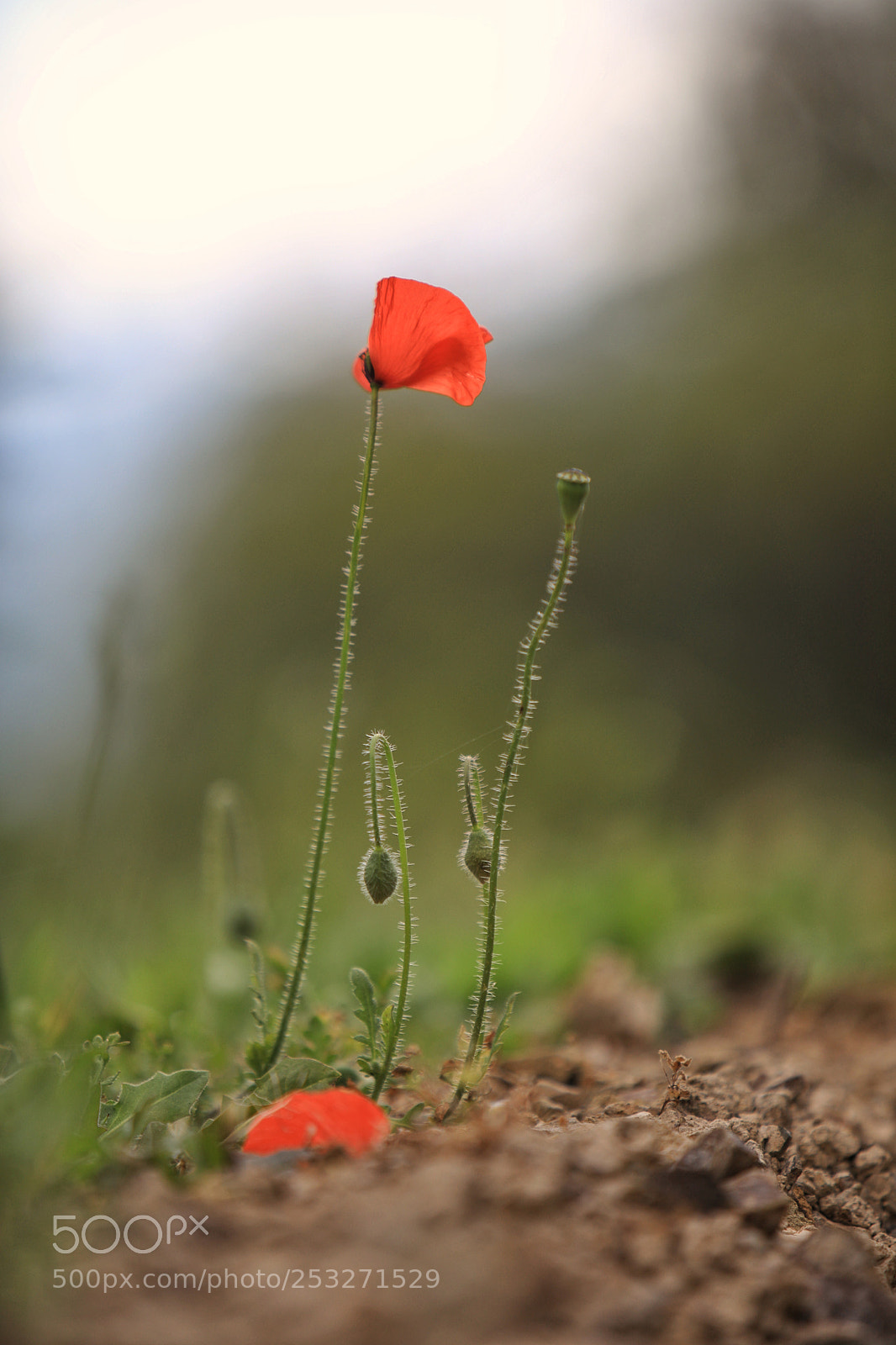 Canon EOS 5D Mark IV sample photo. Poppies photography