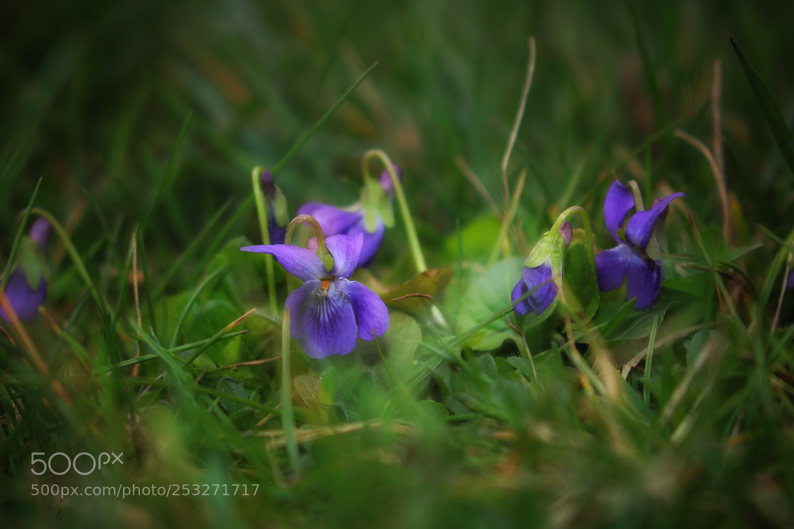 Canon EOS 760D (EOS Rebel T6s / EOS 8000D) sample photo. Spring photography
