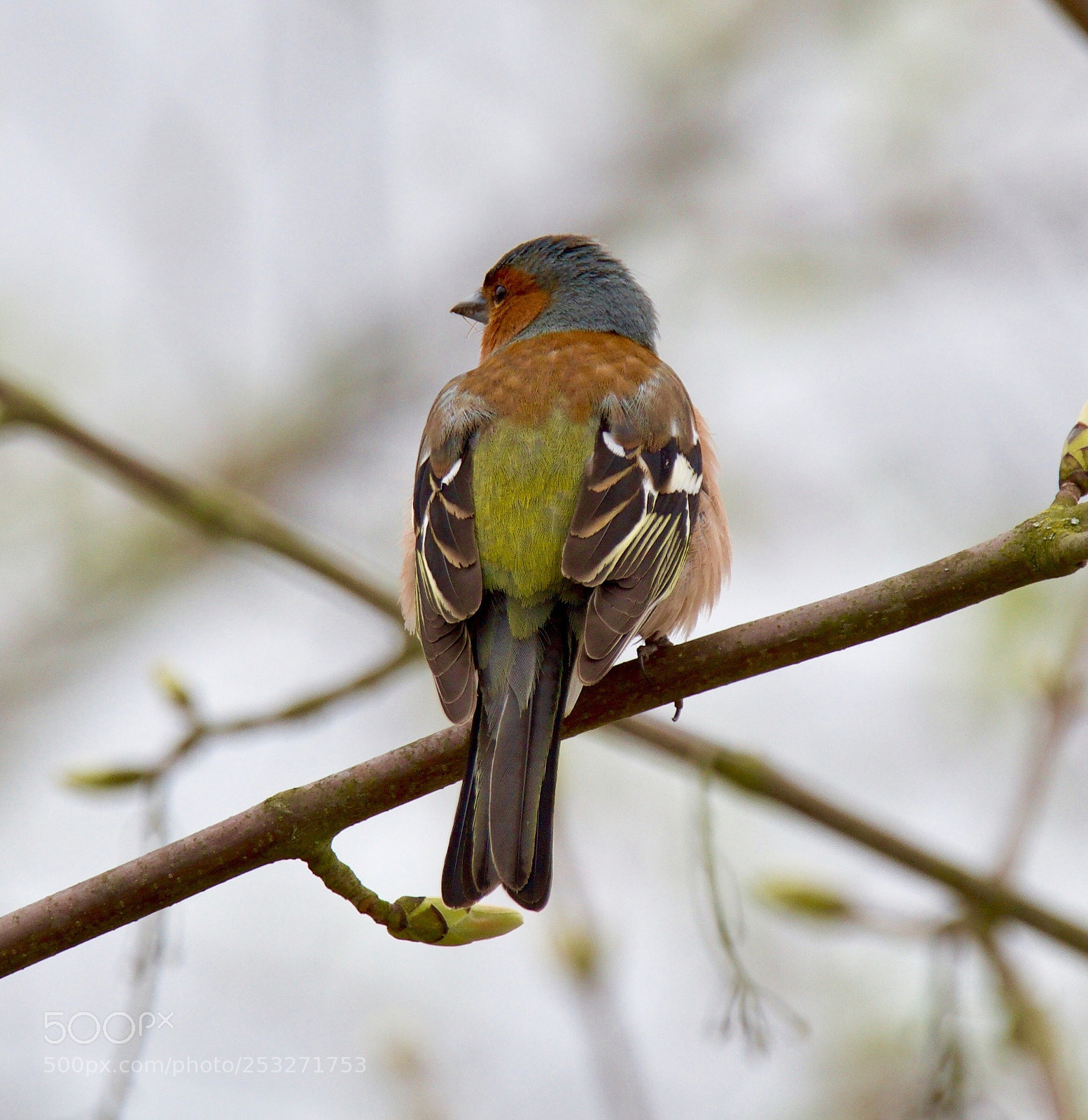 Nikon D500 sample photo. Bird colors  photography