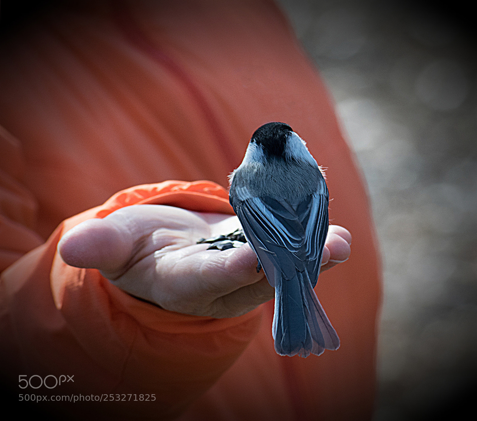Nikon D3300 sample photo. A bird in the photography