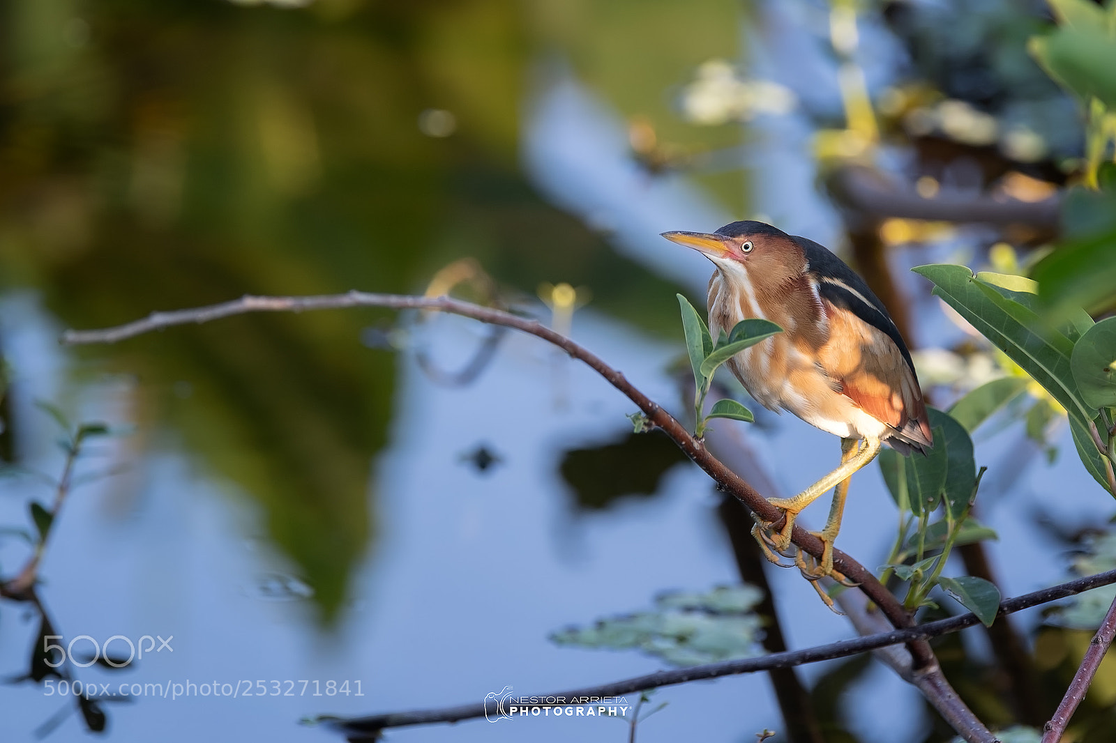 Canon EOS-1D X Mark II sample photo. Ixobrychus juvenile photography