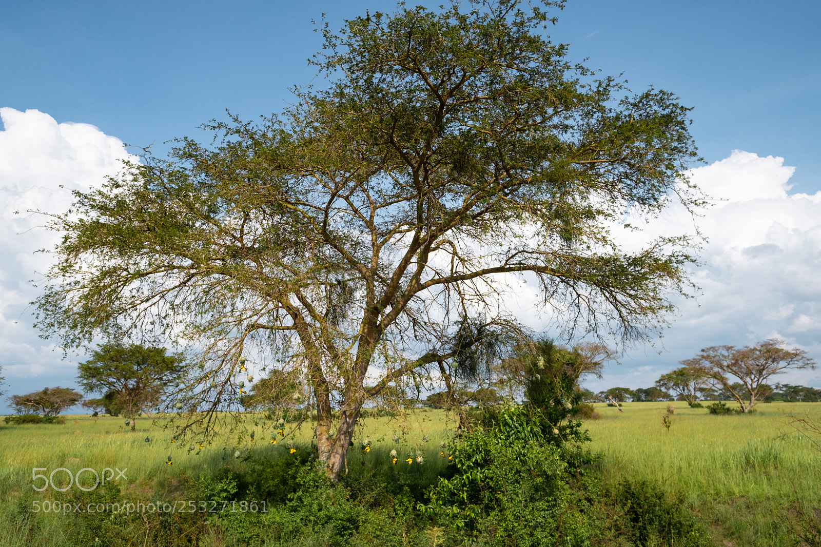 Fujifilm X-T2 sample photo. The weaver tree ... photography