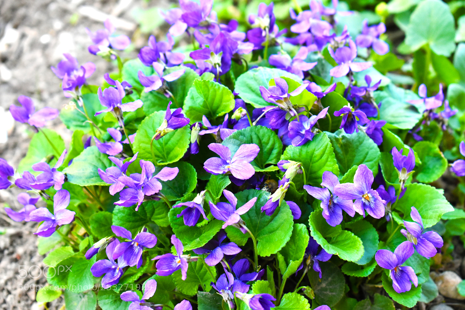 Nikon D5600 sample photo. Фиолетовое чудо photography