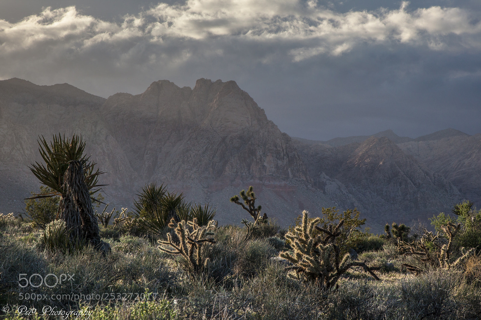 Canon EOS 5D Mark II sample photo. Beauty in the desert photography