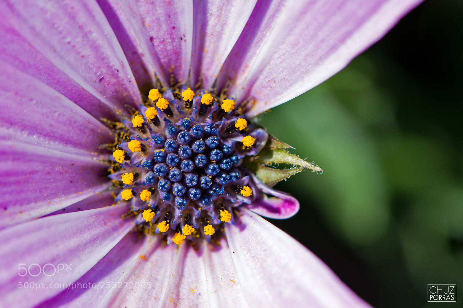Nikon D7100 sample photo. Pac man flower photography