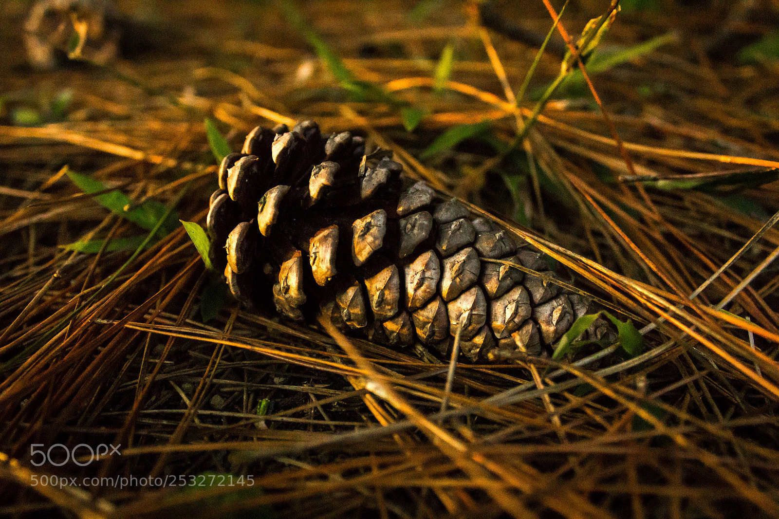 Canon EOS 1200D (EOS Rebel T5 / EOS Kiss X70 / EOS Hi) sample photo. Pine cone photography