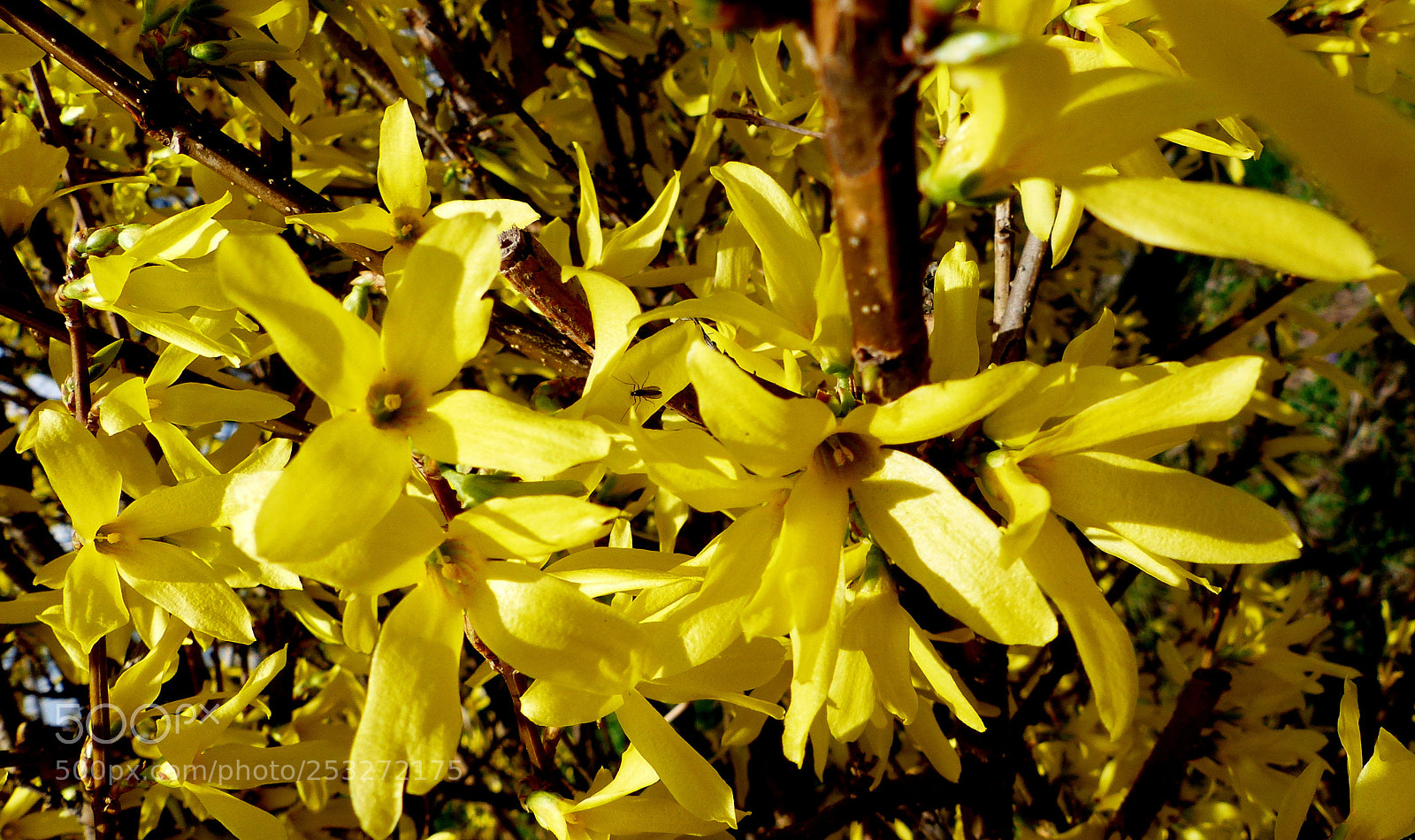 Panasonic Lumix DMC-FZ200 sample photo. Forsythia. photography
