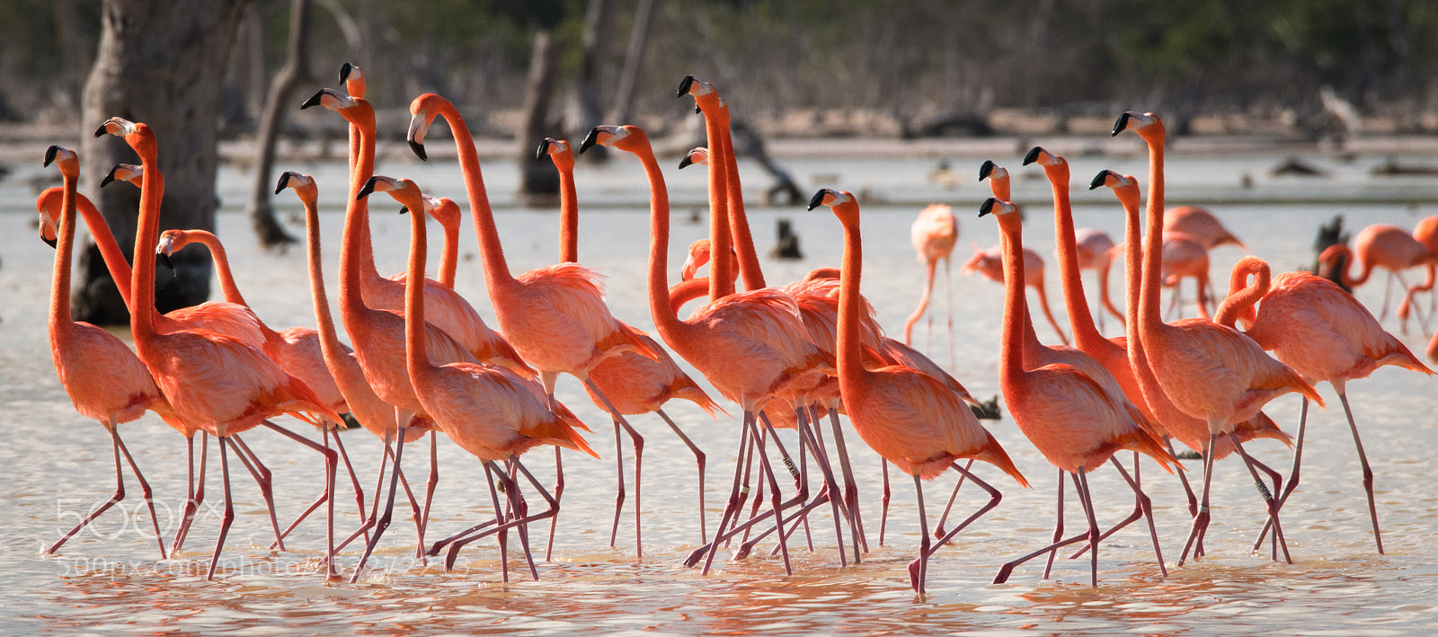 Nikon D850 sample photo. Flamingos photography