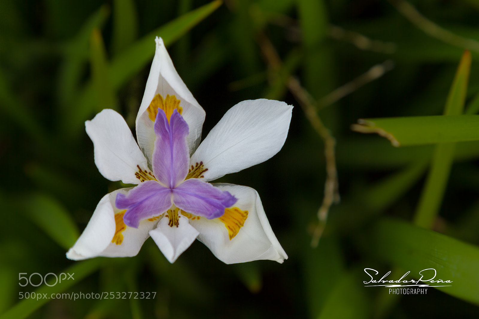 Canon EOS 7D sample photo. Vibrant photography