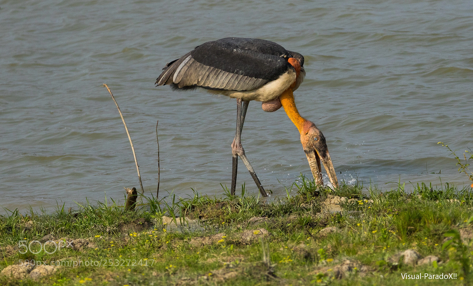 Canon EOS 7D Mark II sample photo. Greater adjutant photography
