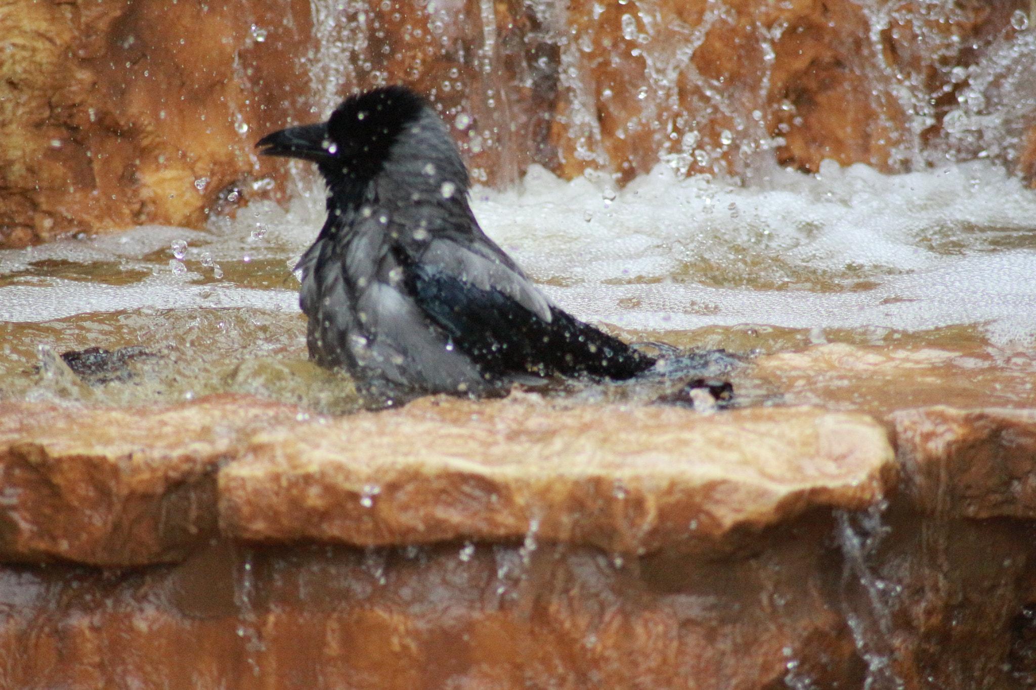 Canon EOS 700D (EOS Rebel T5i / EOS Kiss X7i) sample photo. Nevermore photography