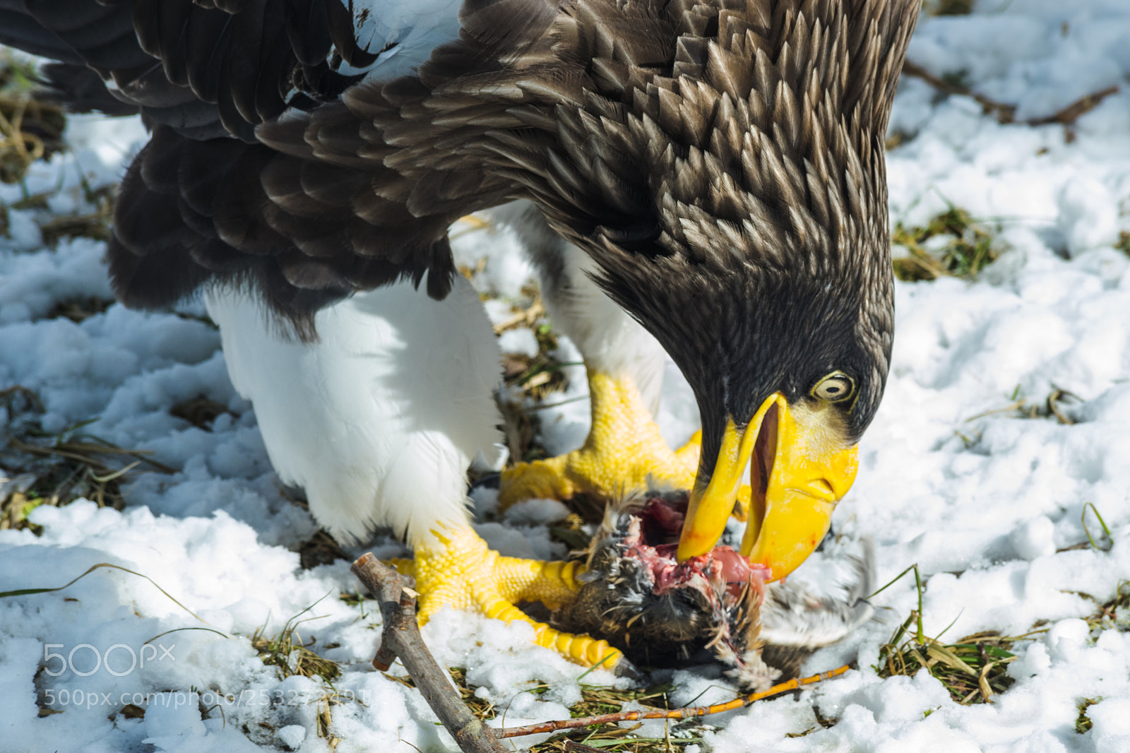Nikon D3300 sample photo. Steller's sea eagle and photography